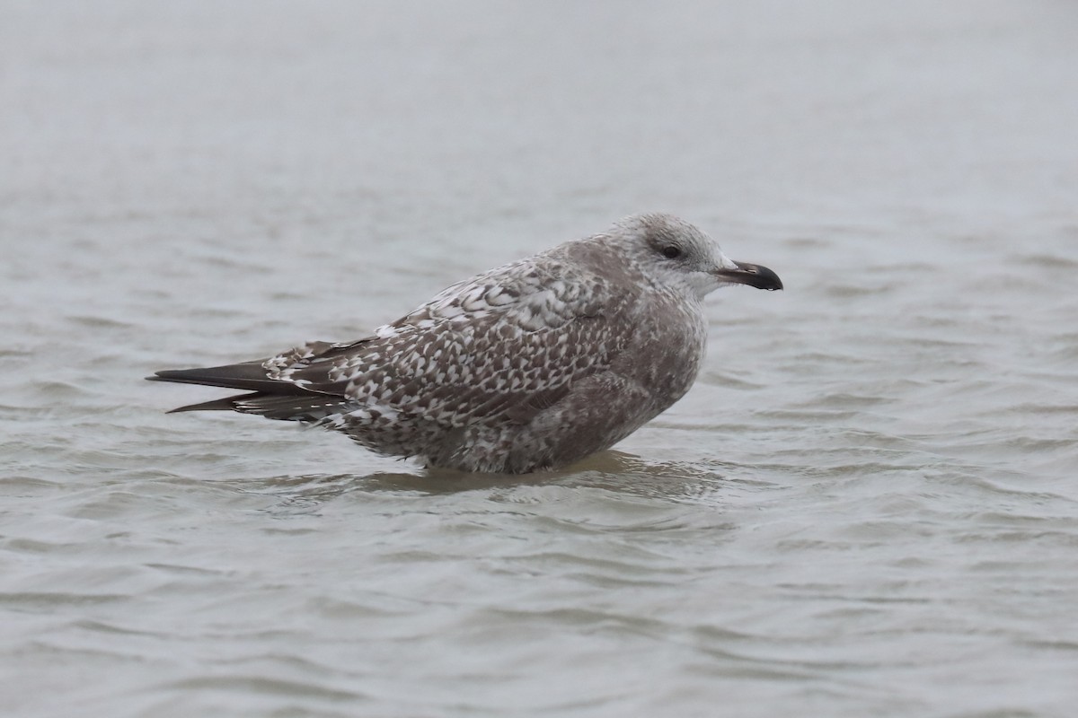 racek americký - ML646374938