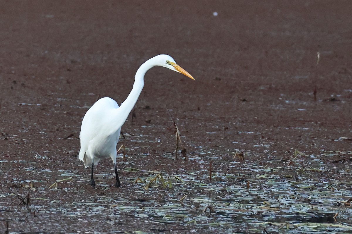 volavka bílá - ML646374941