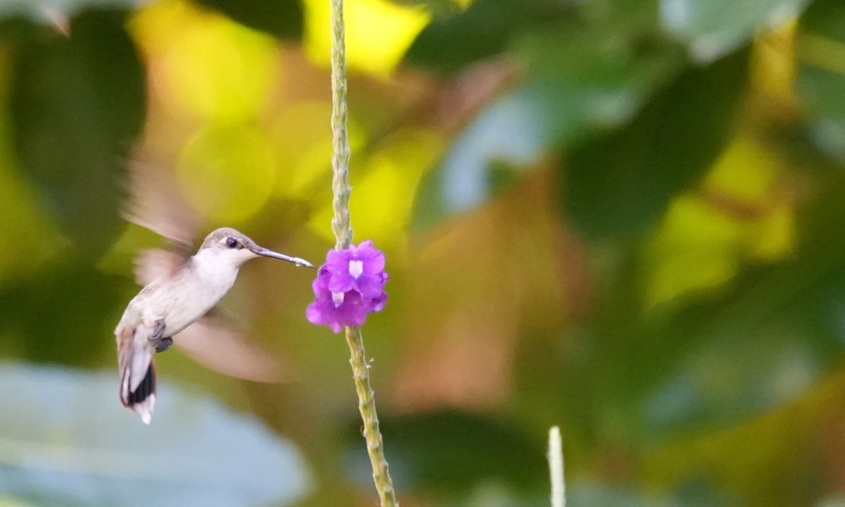 Колібрі рубіновогорлий - ML646374943