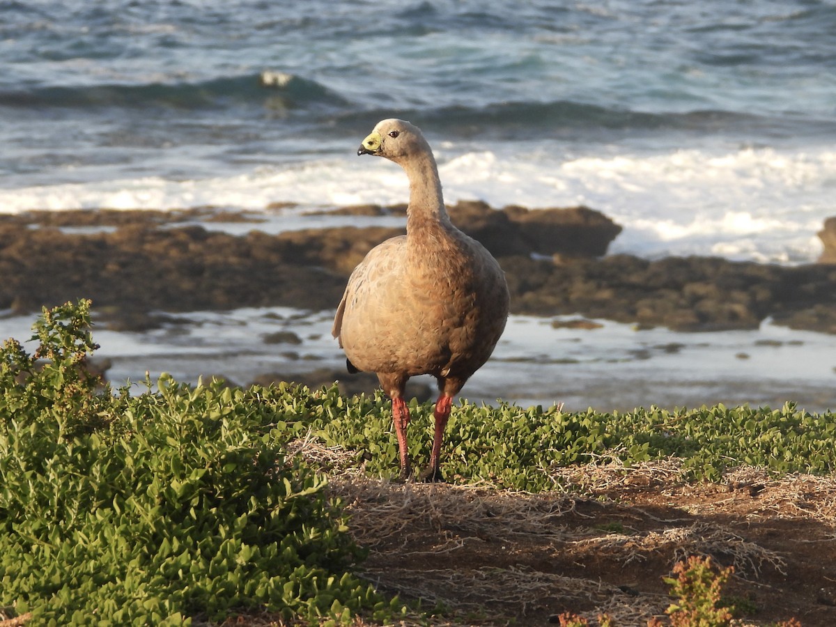 Cape Barren Goose - ML646374944