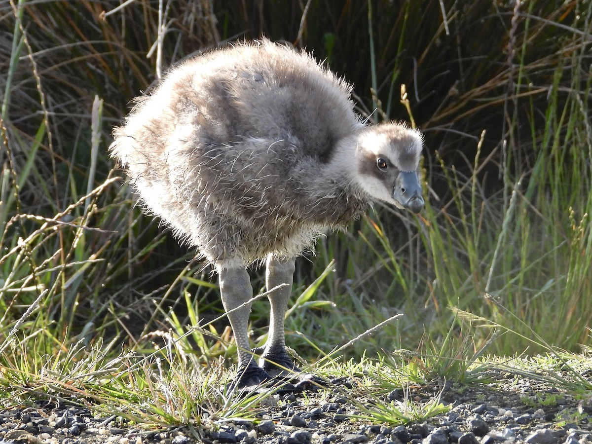 Cape Barren Goose - ML646374945
