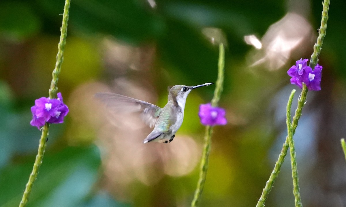 Колібрі рубіновогорлий - ML646374946