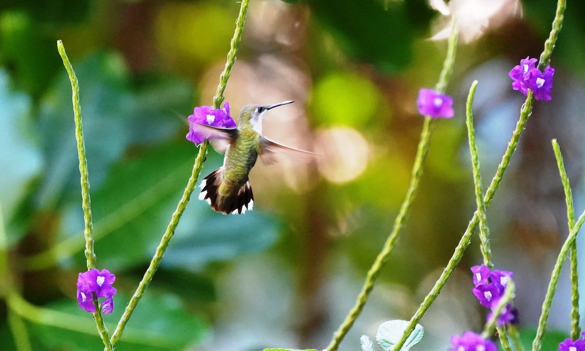 Колібрі рубіновогорлий - ML646374947