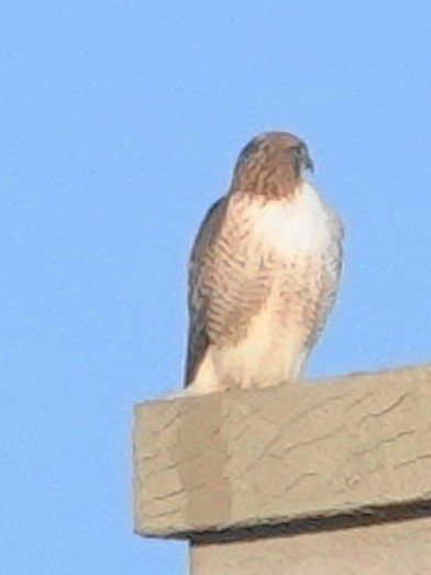 Red-tailed Hawk - ML646374957