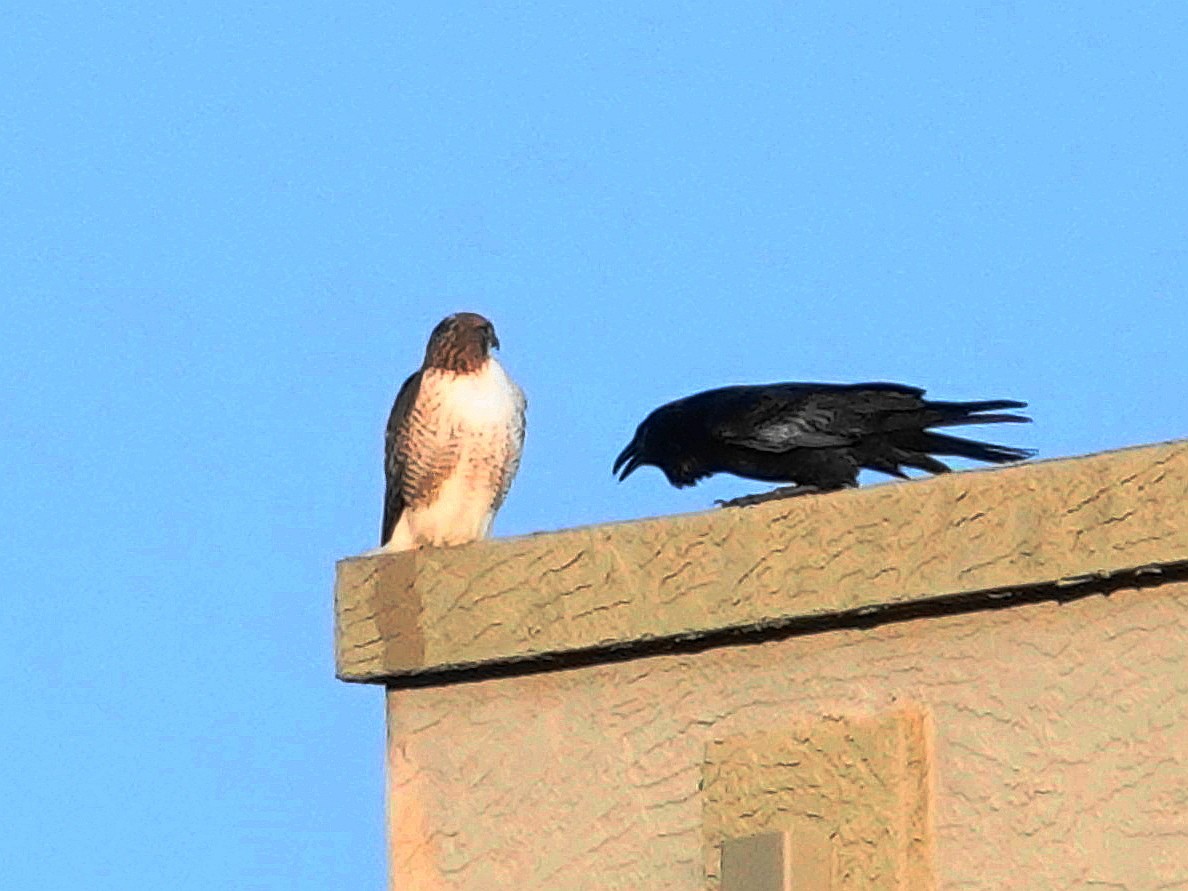 Red-tailed Hawk - ML646374958