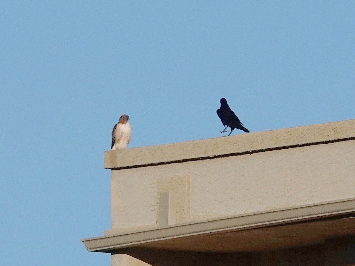 Red-tailed Hawk - ML646374959