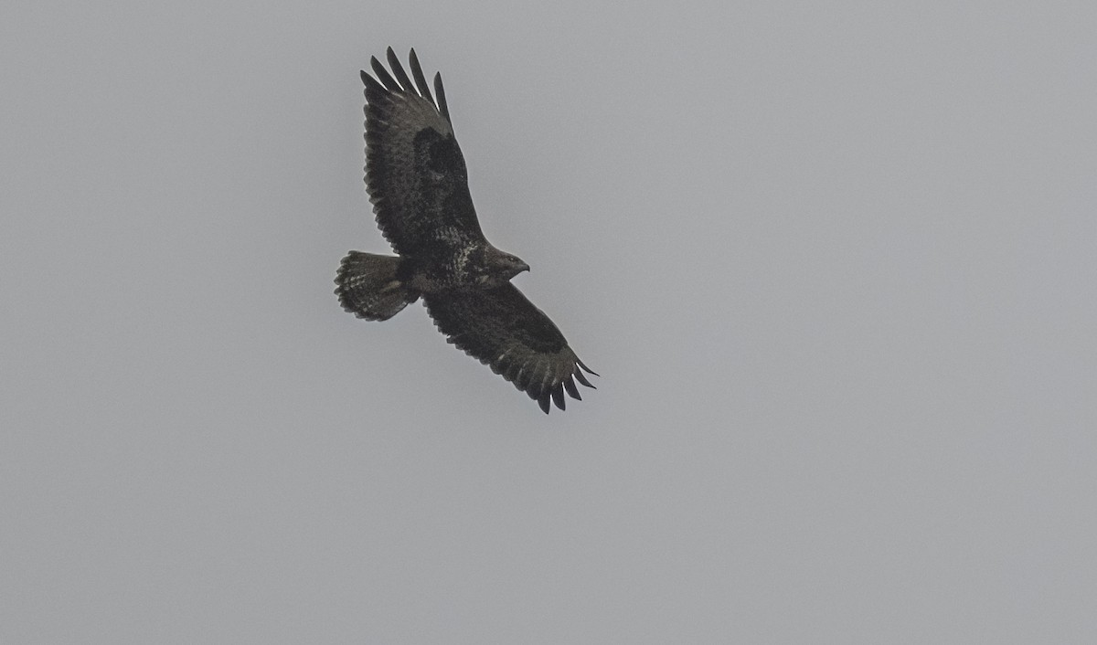 Ойн сар - ML646374961