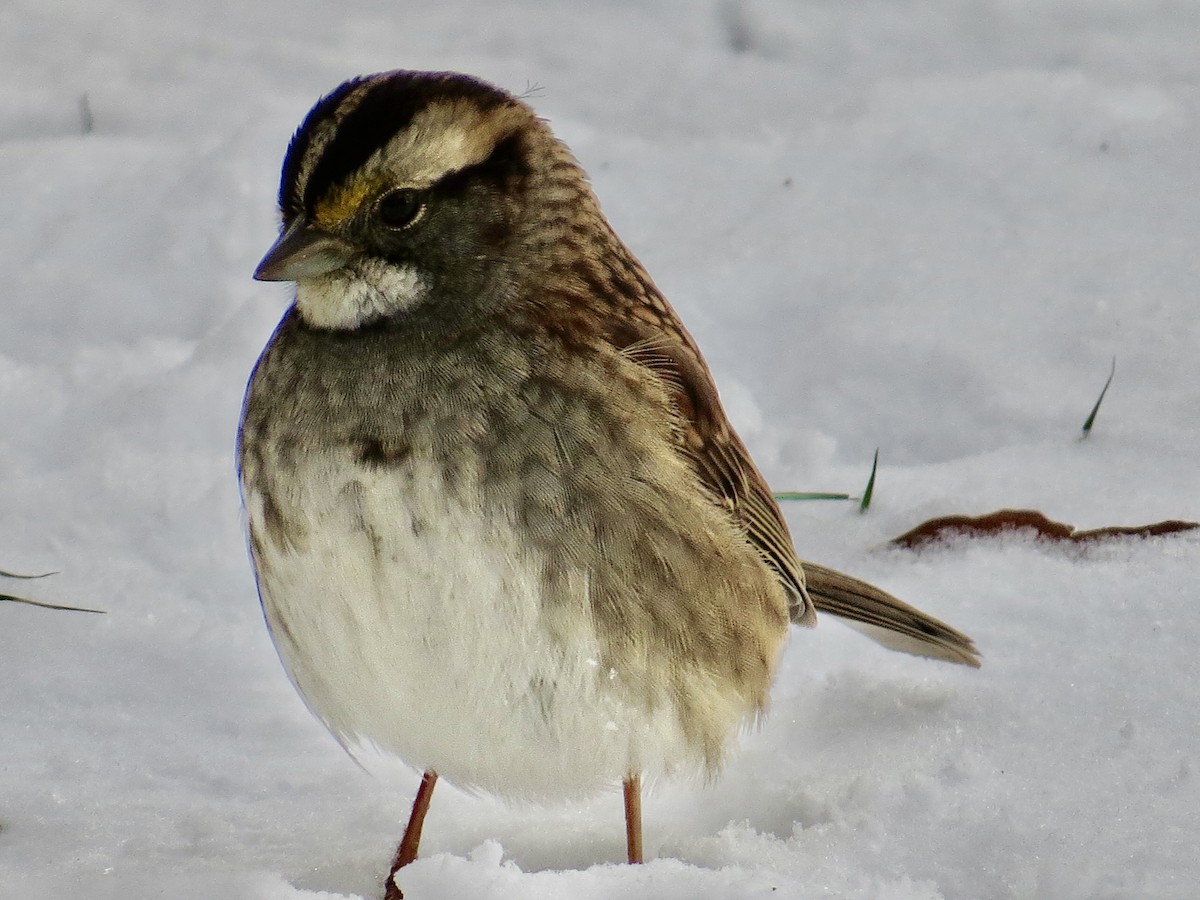 White-throated Sparrow - ML646374962