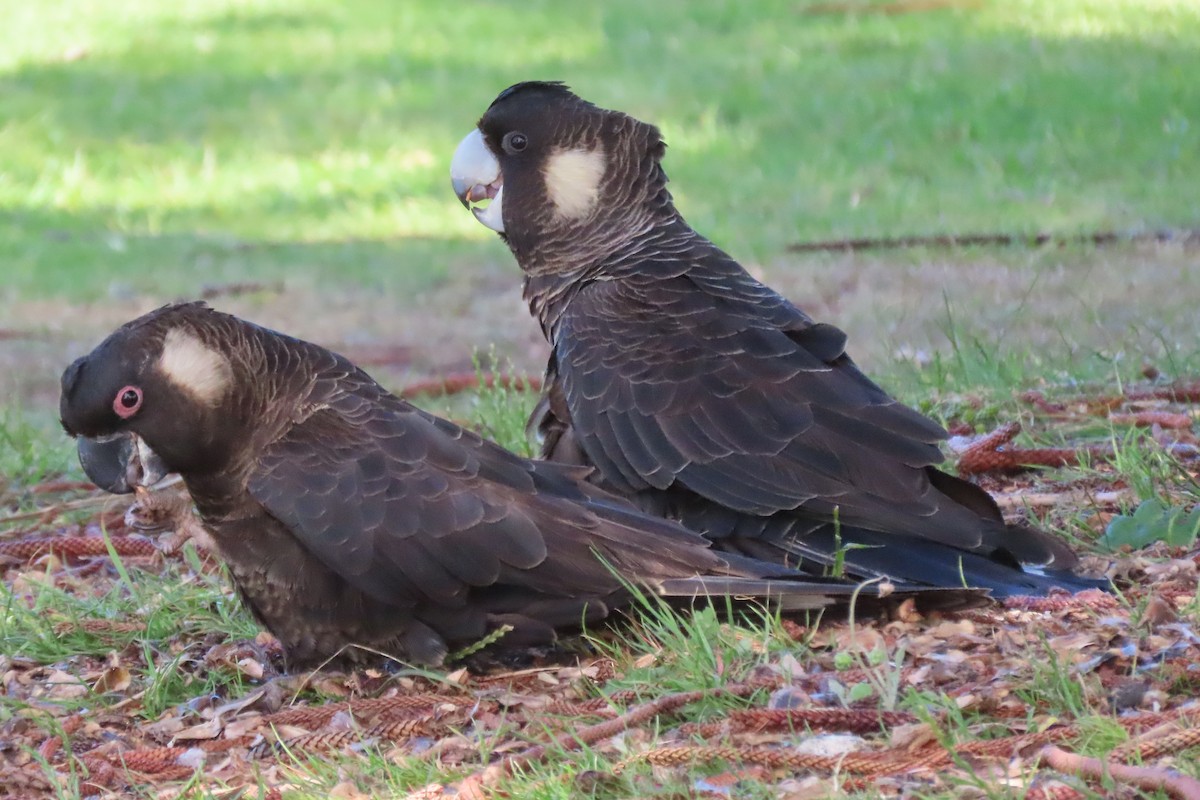 Carnaby's Black-Cockatoo - ML646374965