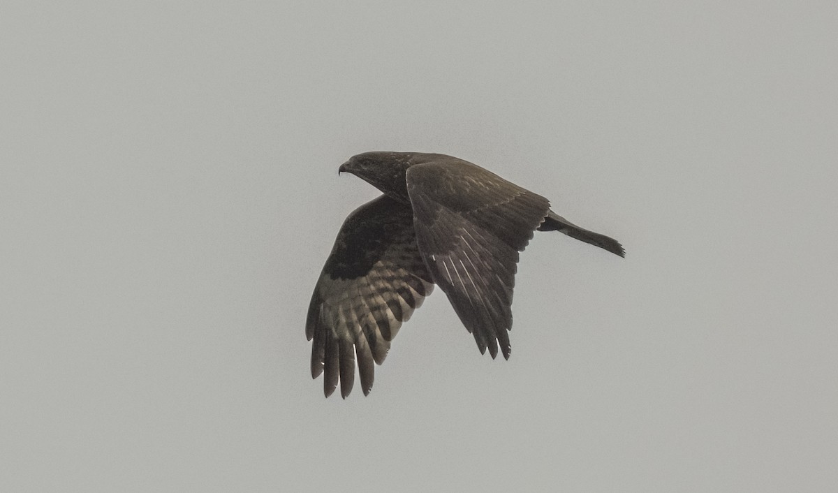 Ойн сар - ML646374966