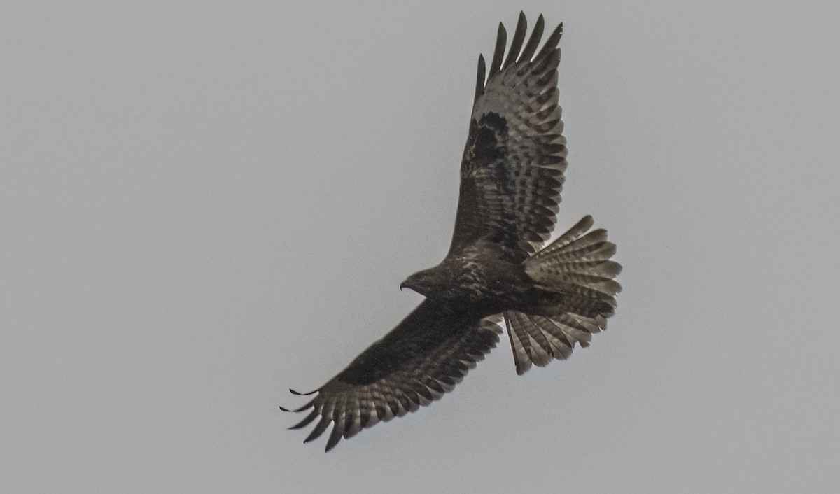 Ойн сар - ML646374967