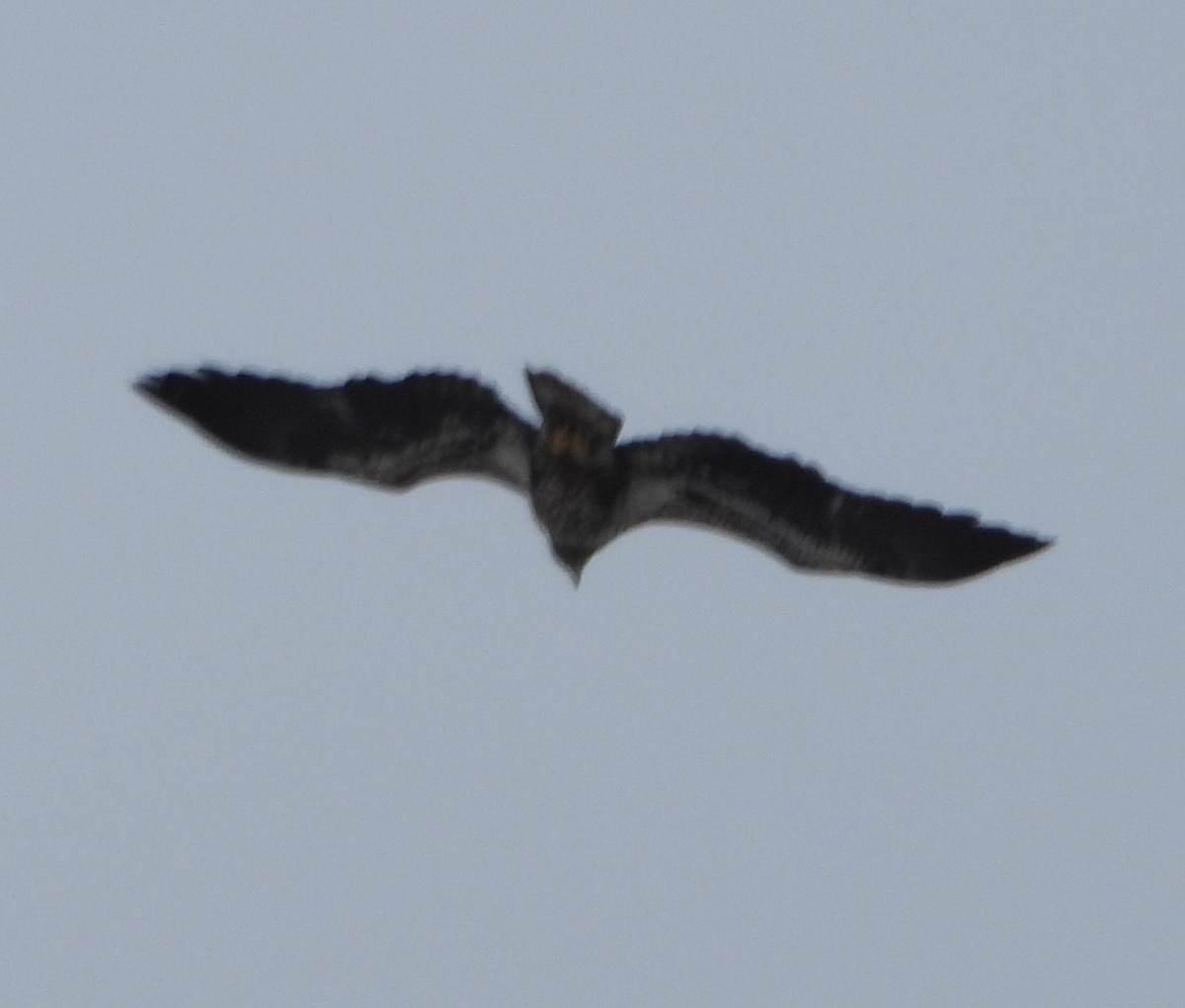 Pygargue à tête blanche - ML646374972