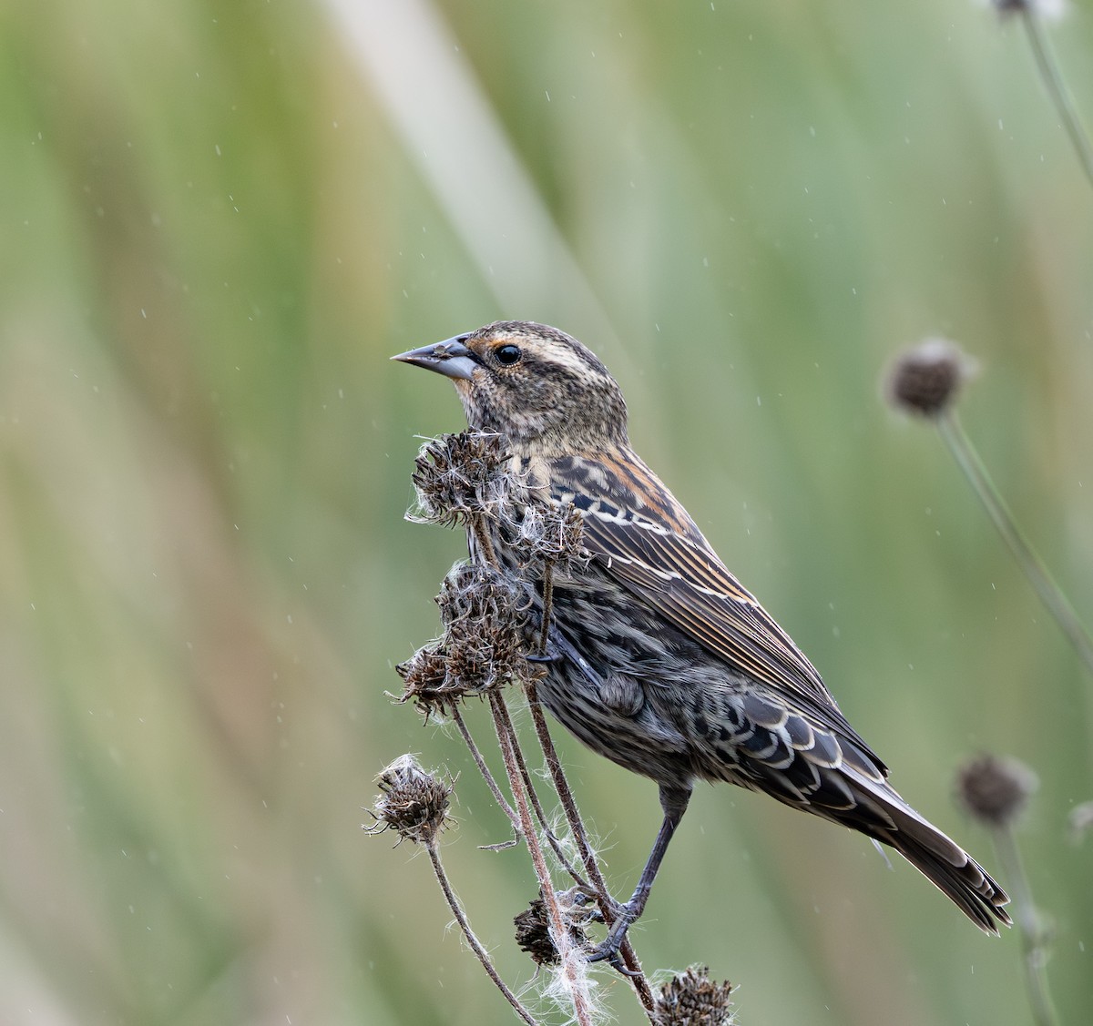 Red-winged Blackbird - ML646374973