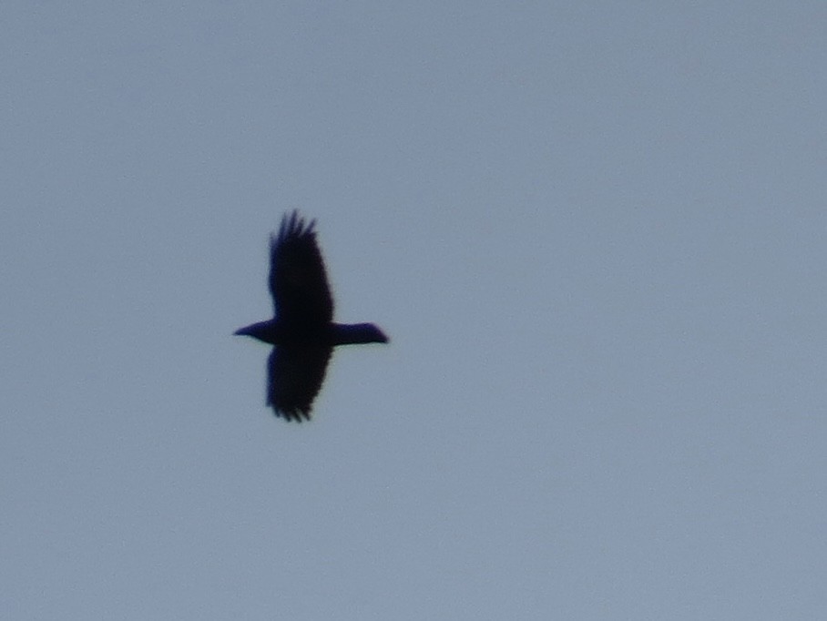 Common Raven - ML646374974