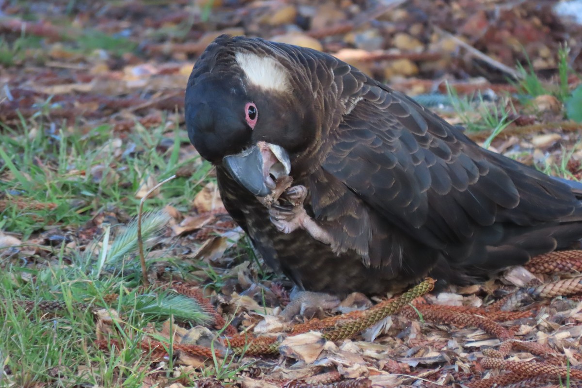 Carnaby's Black-Cockatoo - ML646374975