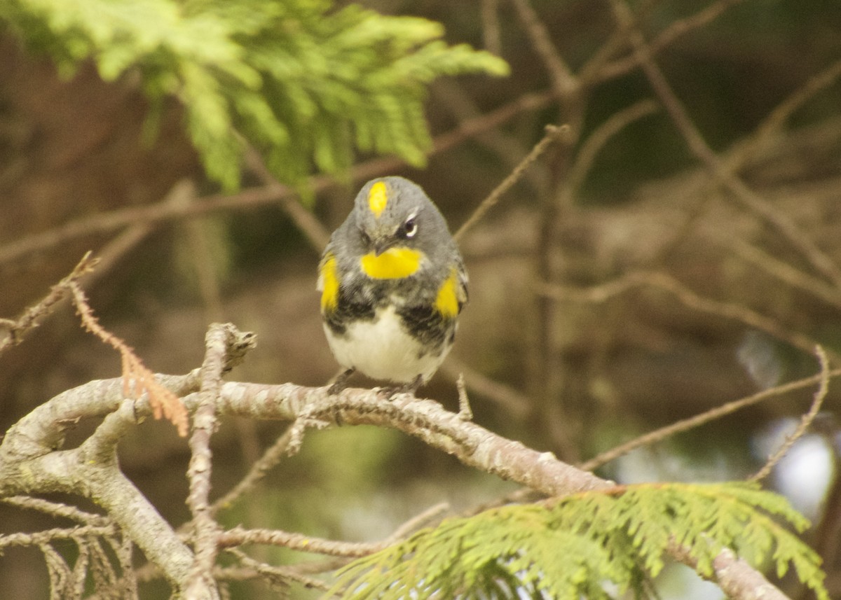 Yellow-rumped Warbler - ML646374977