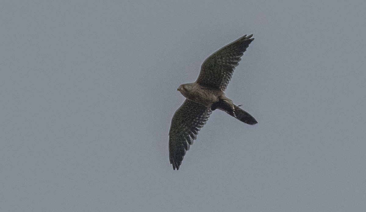 Начин шонхор - ML646374978