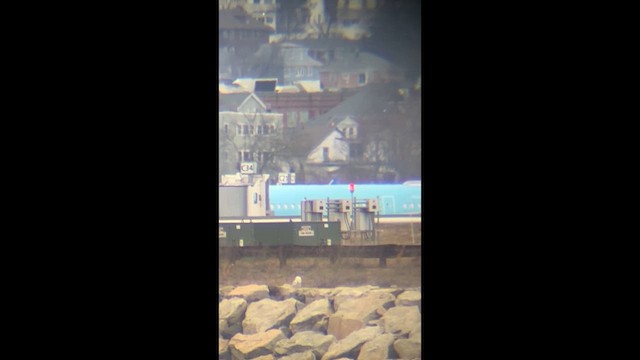 Búho Nival - ML646374979