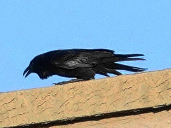 Common Raven - ML646374980