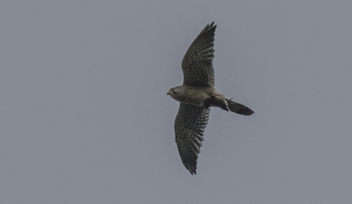 Начин шонхор - ML646374982