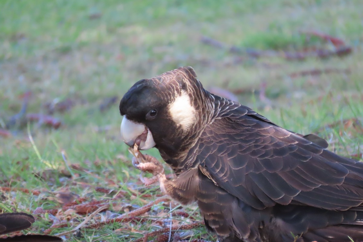 Carnaby's Black-Cockatoo - ML646374983