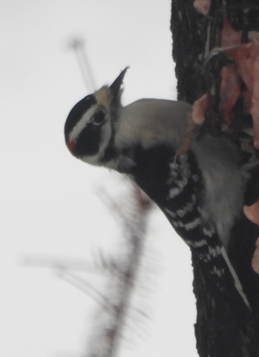 Downy Woodpecker - ML646374984