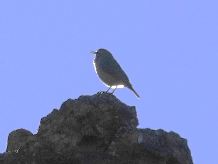 Rock Wren - ML646374987