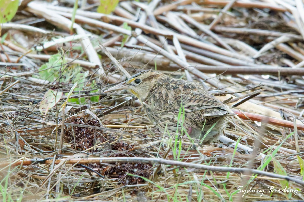 Western Meadowlark - ML646374988