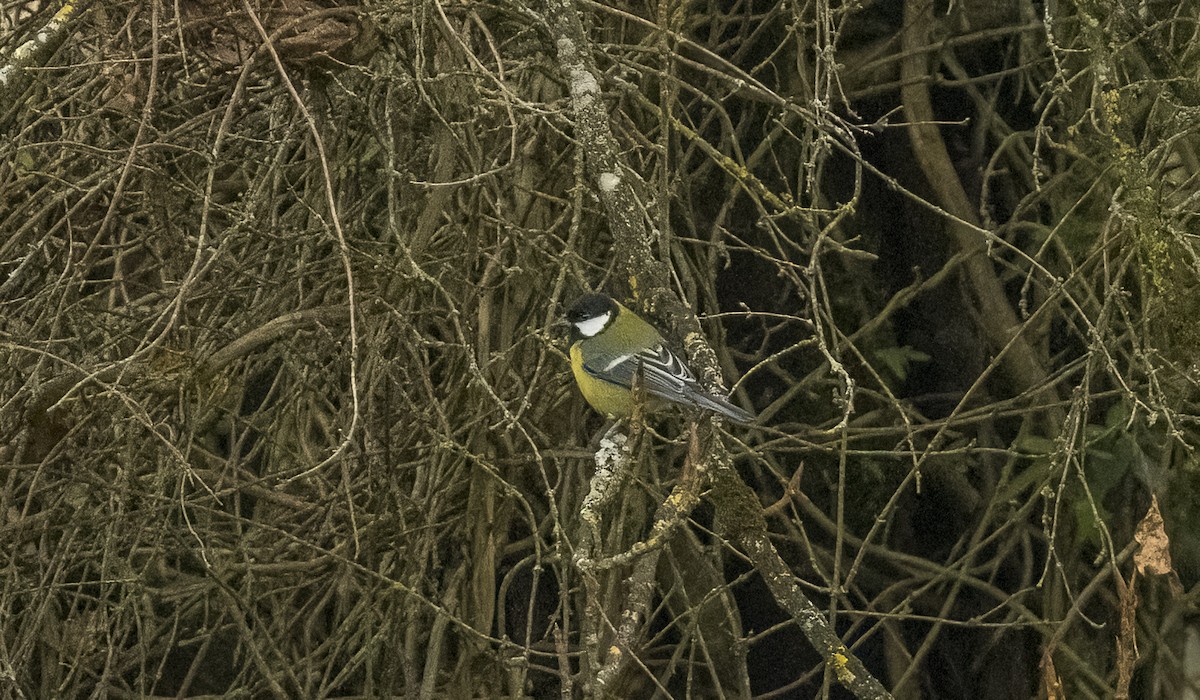 Их хөх бух - ML646374989