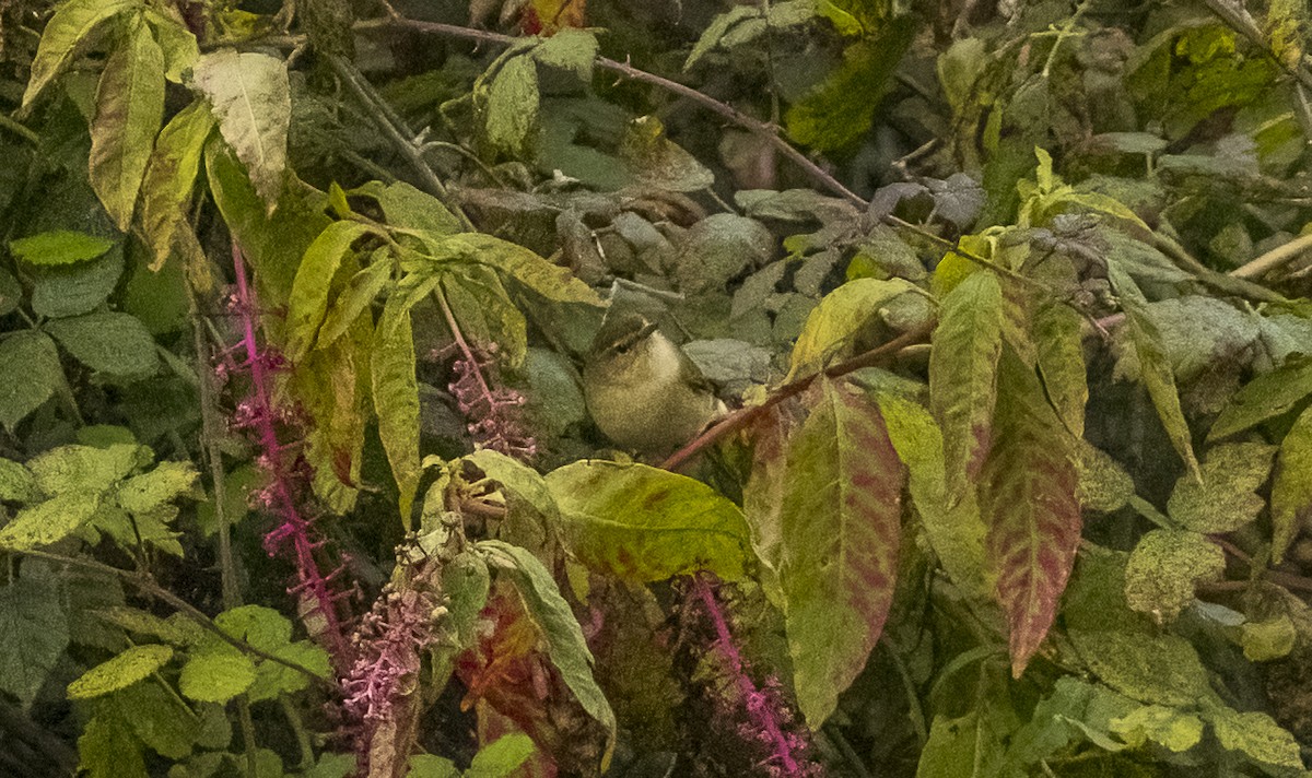 Урианхайн дууч шувуу - ML646374992