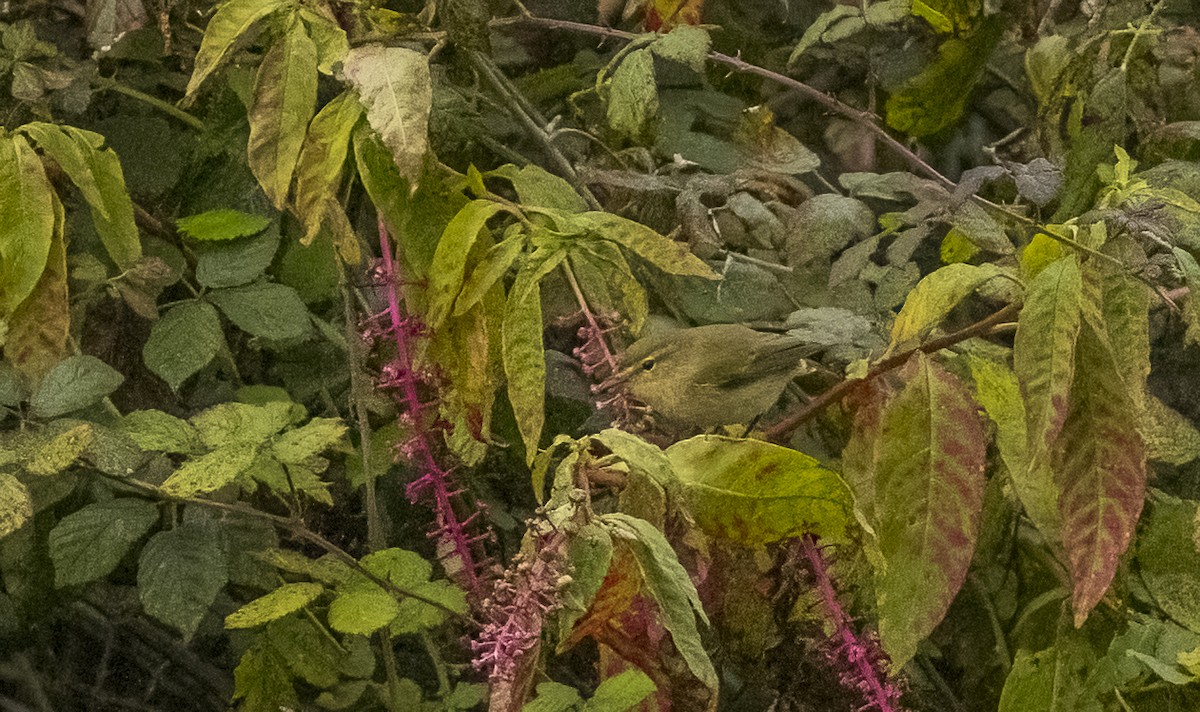 Урианхайн дууч шувуу - ML646374993