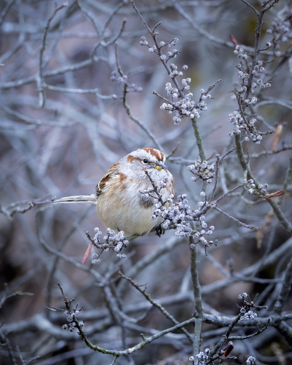 American Tree Sparrow - ML646374995