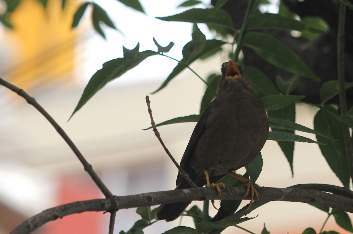 Chiguanco Thrush - ML646374997
