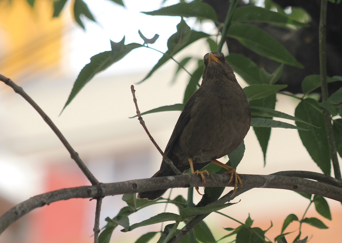 Chiguanco Thrush - ML646374998