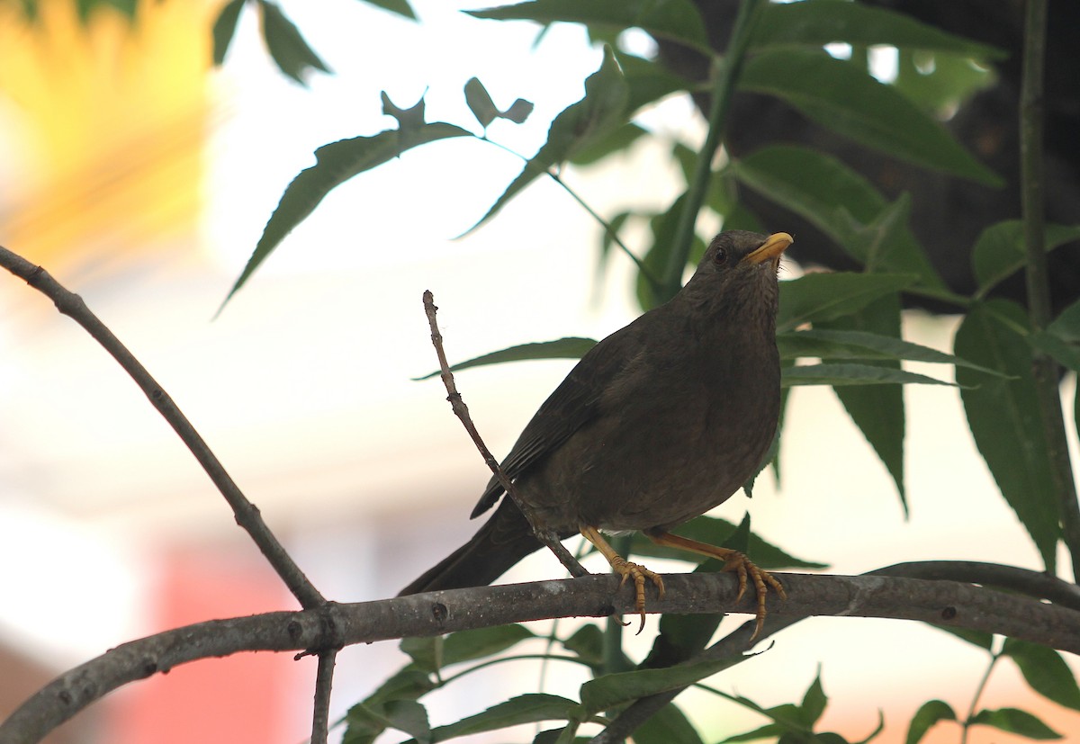Chiguanco Thrush - ML646374999