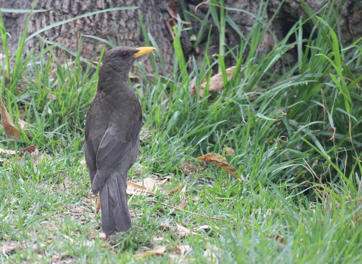 Chiguanco Thrush - ML646375000