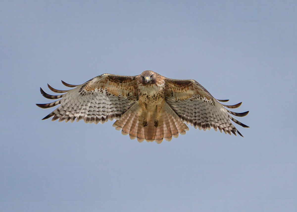 Poiana codarossa - ML646375001