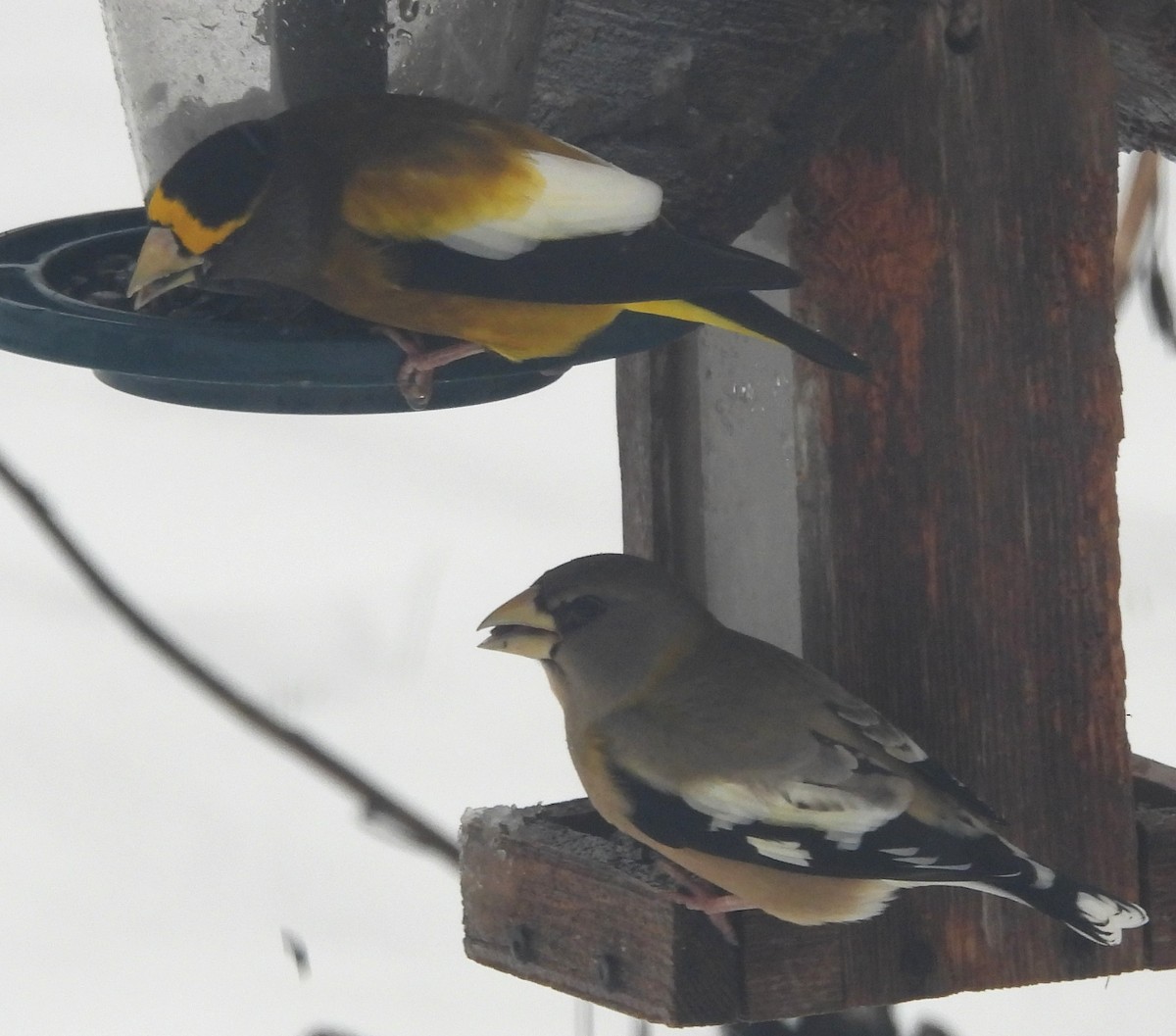 Evening Grosbeak - ML646375003