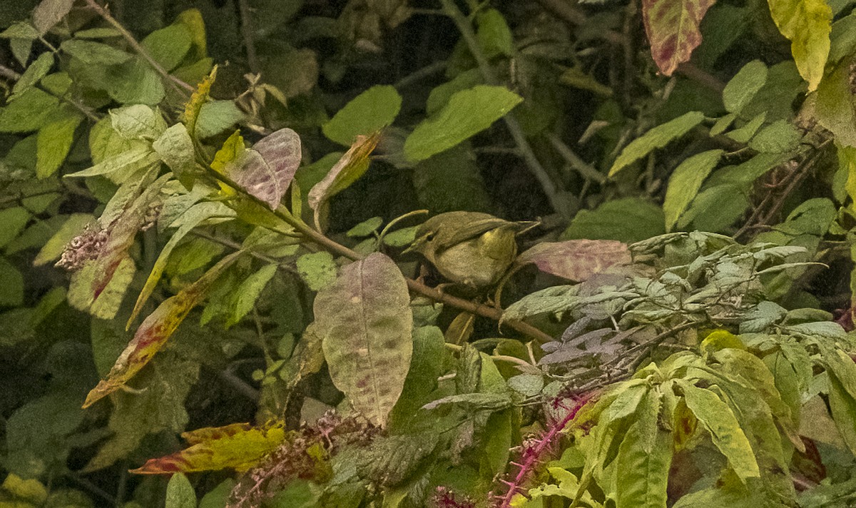 Урианхайн дууч шувуу - ML646375004