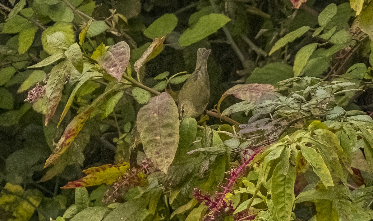 Урианхайн дууч шувуу - ML646375005