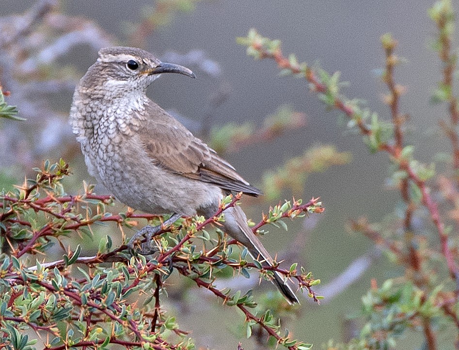 Scale-throated Earthcreeper - ML646375010