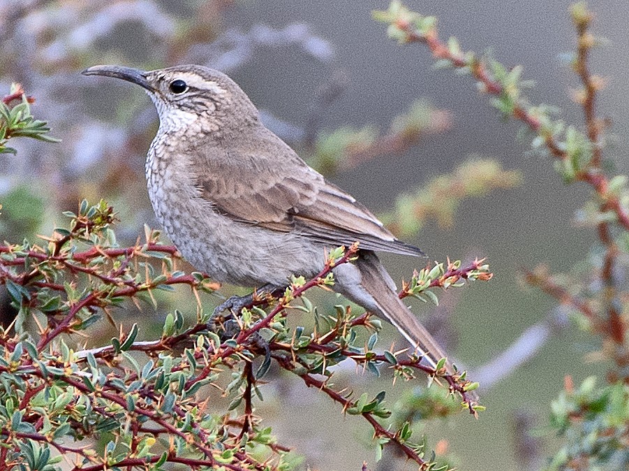 Scale-throated Earthcreeper - ML646375011