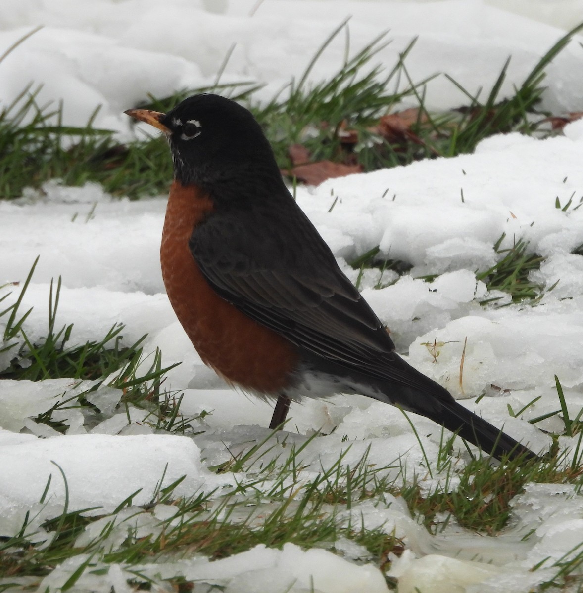 American Robin - ML646375012