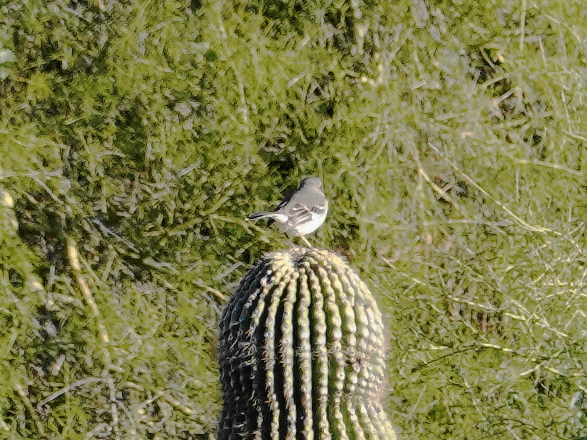 Пересмішник багатоголосий - ML646375013