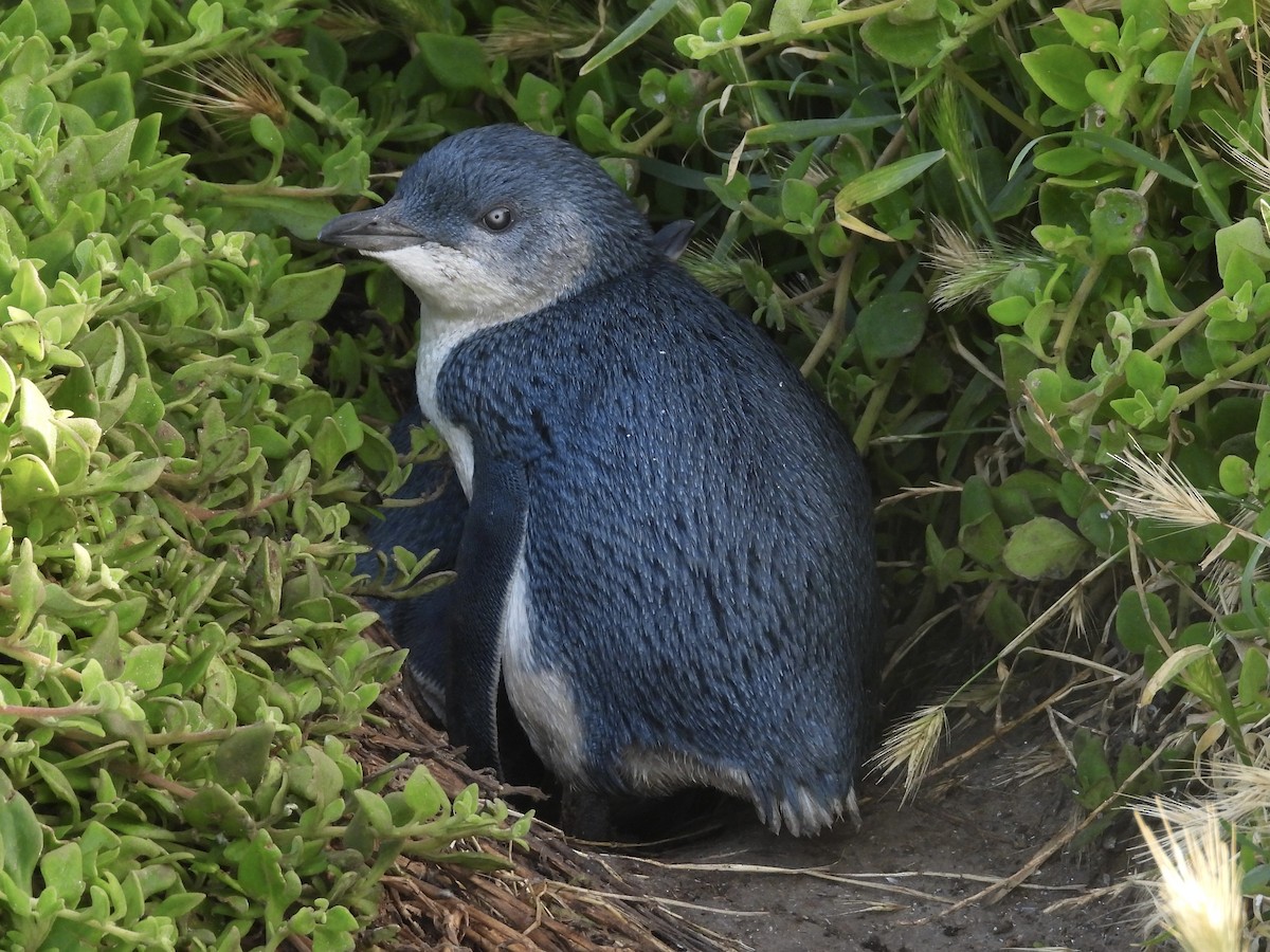 Little Penguin - ML646375014