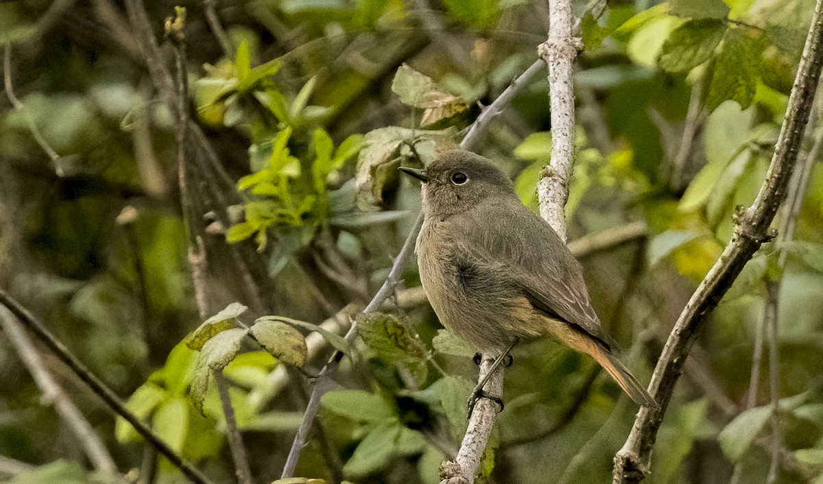 Мойлон гал сүүлт - ML646375015