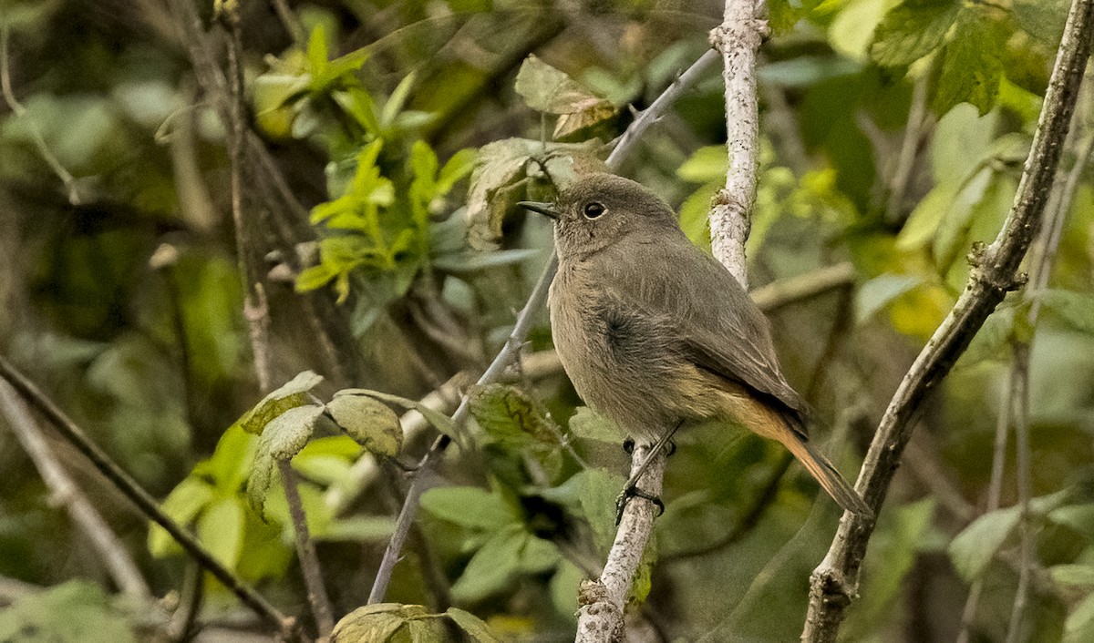 Мойлон гал сүүлт - ML646375016