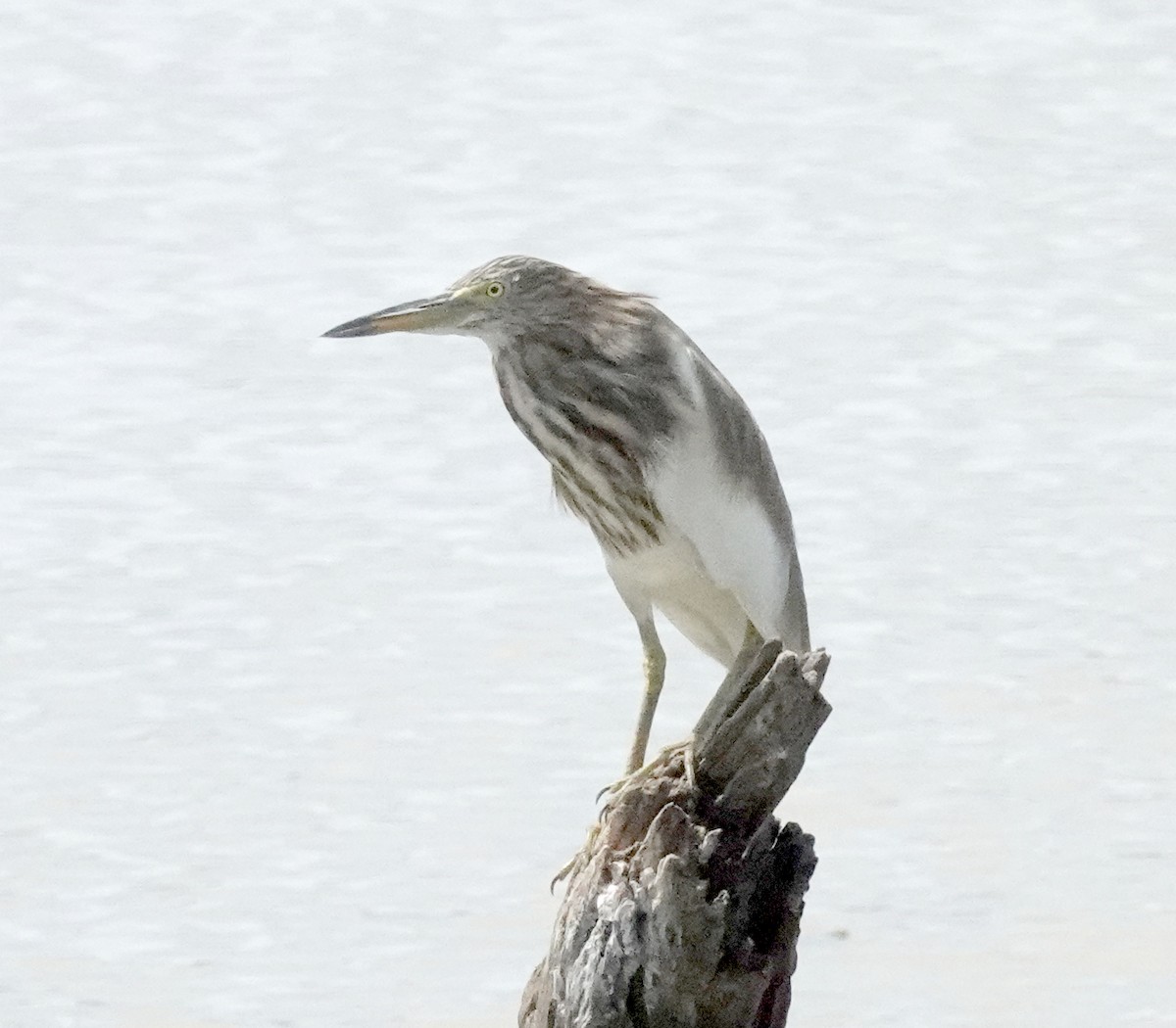 Garcilla India - ML646375018