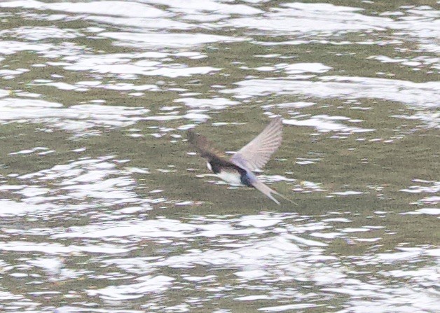Brown-bellied Swallow - ML646375019