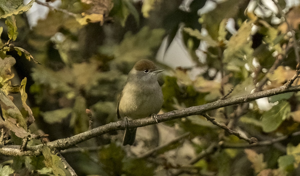 Халимагт зэржгэнэ - ML646375021